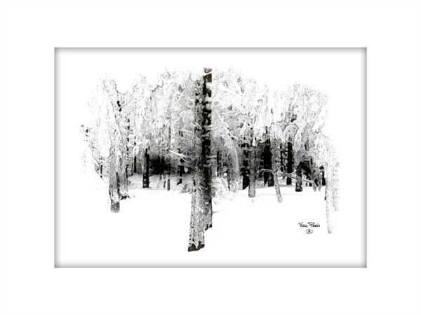 Sous-bois 1